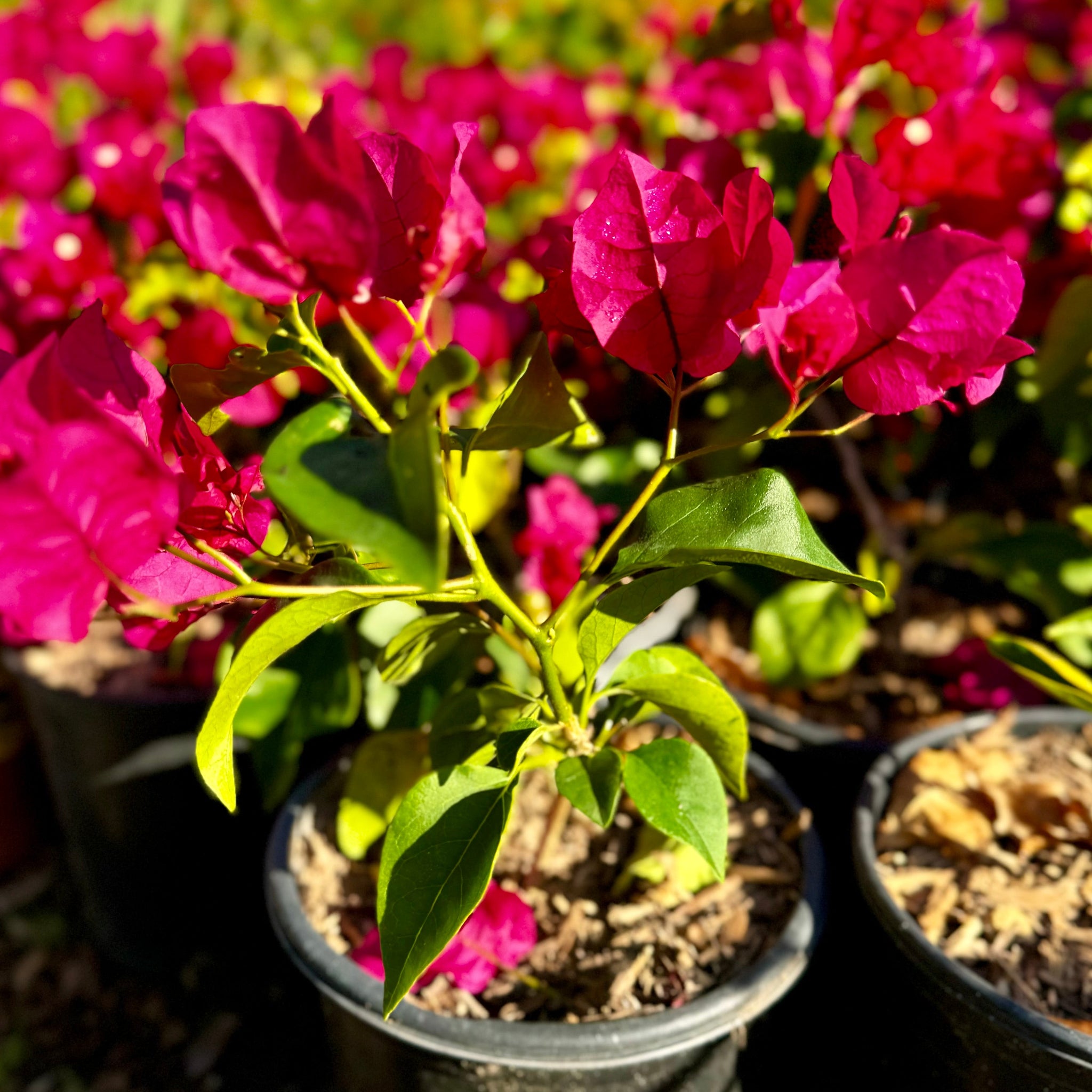 Red Bougainvillea Shrub | C&J Gardening Center