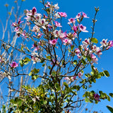 Purple Orchid Tree - C&J Gardening Center