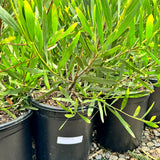 Golden Wattle