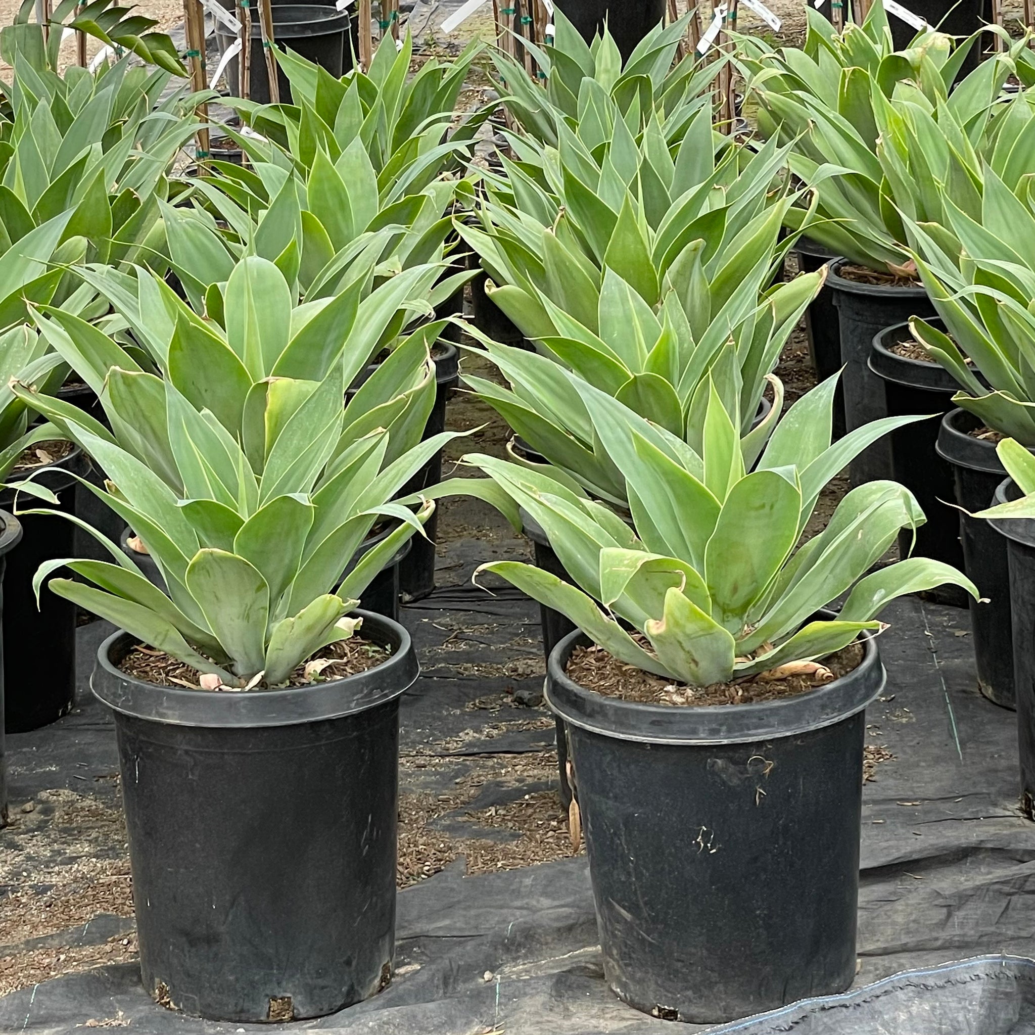 Fox Tail Agave | C&J Gardening Center