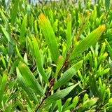 Golden Wattle
