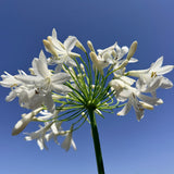 White Lily of the Nile - C&J Gardening Center
