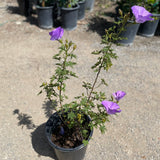 Blue Hibiscus