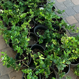 Dwarf Natal Plum - C&J Gardening Center