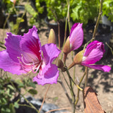 Purple Orchid Tree - C&J Gardening Center