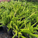 Foxtail Fern - C&J Gardening Center