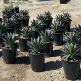 Blue Glow Agave - C&J Gardening Center