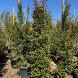 Brush Cherry - Eugenia myrtifolia - C&J Gardening Center