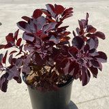 Royal Purple Smoke Tree