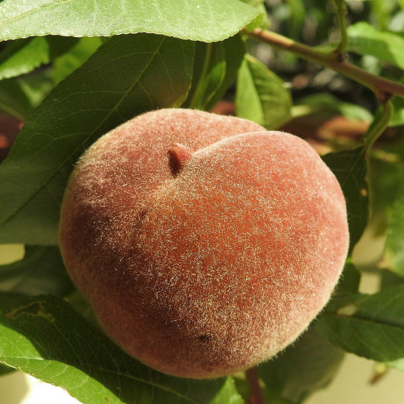 Indian Free White Peach