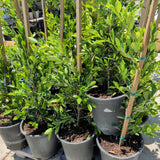 Indian Laurel Columns - Ficus nitida - C&J Gardening Center