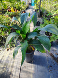 Cast Iron Plant - C&J Gardening Center