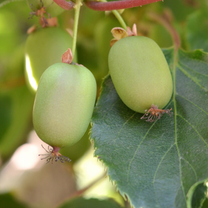 Issai Hardy Self-Fruitful Kiwi Vine