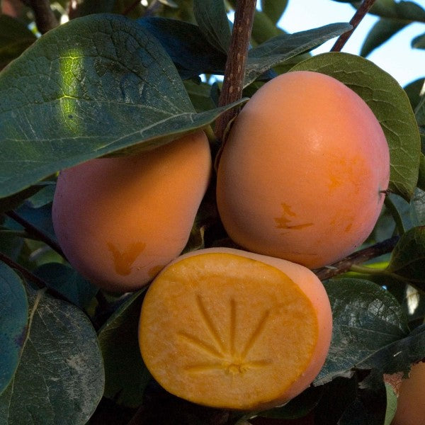 Izu Persimmon | C&J Gardening Center
