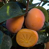 Izu Persimmon - C&J Gardening Center