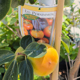 Izu Persimmon - C&J Gardening Center