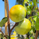 Izu Persimmon - C&J Gardening Center