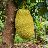 J-31 Jackfruit - C&J Gardening Center