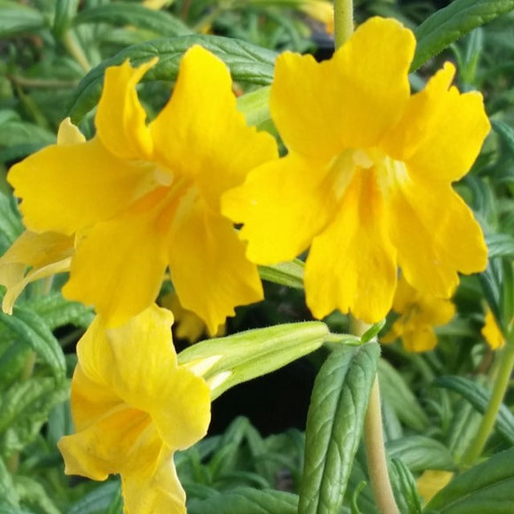 Jelly Bean Gold Monkeyflower