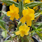 Jelly Bean Gold Monkeyflower