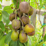 June Plum - C&J Gardening Center