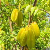 Kari Starfruit - C&J Gardening Center