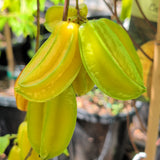 Kari Starfruit - C&J Gardening Center