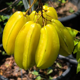 Kari Starfruit - C&J Gardening Center