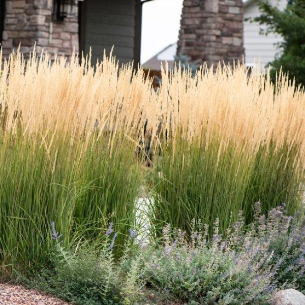 Karl Foerster Feather Reed Grass | C&J Gardening Center