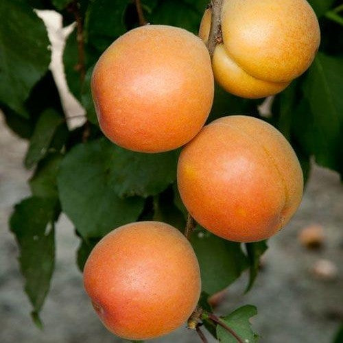 Katy Apricot