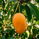Kesar Mango - C&J Gardening Center