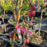 King David Apple - C&J Gardening Center