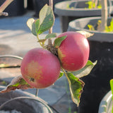 King David Apple - C&J Gardening Center