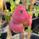 King David Apple - C&J Gardening Center