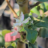 King David Apple - C&J Gardening Center