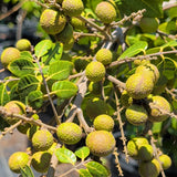 Kohala Longan - C&J Gardening Center