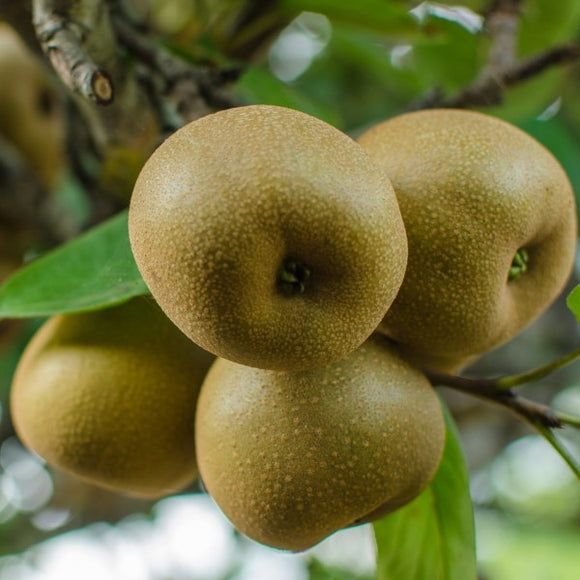 Korean Giant Asian Pear