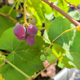 Kyoho Grape - C&J Gardening Center