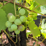 Kyoho Grape - C&J Gardening Center