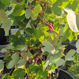 Kyoho Grape - C&J Gardening Center