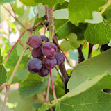 Kyoho Grape - C&J Gardening Center