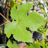 Kyoho Grape - C&J Gardening Center