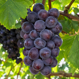 Kyoho Grape - C&J Gardening Center