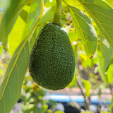 Lamb Hass Avocado - C&J Gardening Center