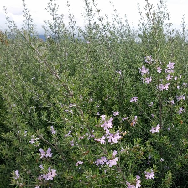 Lavender Coast Rosemary Flower Shrub