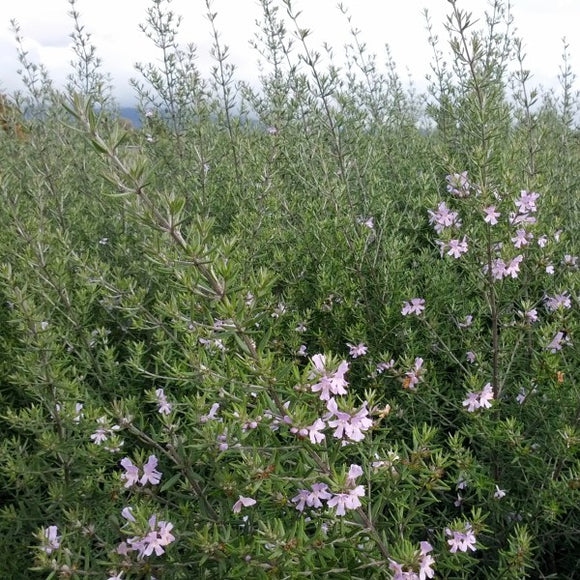 plant lavender with rosemary Lavender Coast Rosemary