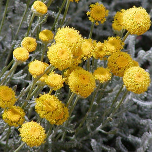 lavender plant with yellow flowers Lavender Cotton
