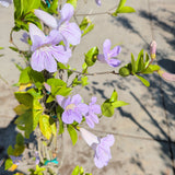 Lavender Trumpet Vine