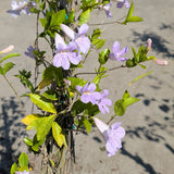 Lavender Trumpet Vine