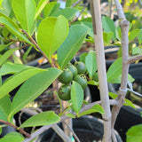 Yellow Lemon Guava - C&J Gardening Center